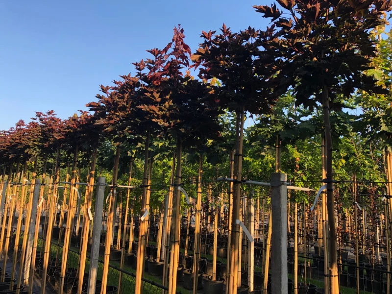 Acer Platanoides Crimson Sentry (Rode bolesdoorn)-3