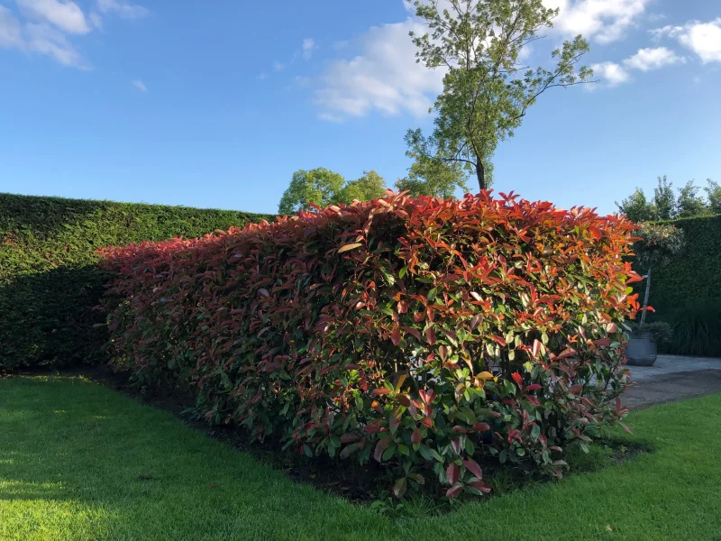 Photinia Fraseri Red Robin haagplant (Glansmispel)