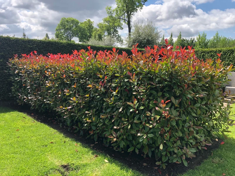 Photinia Fraseri Red Robin haagplant (Glansmispel)
