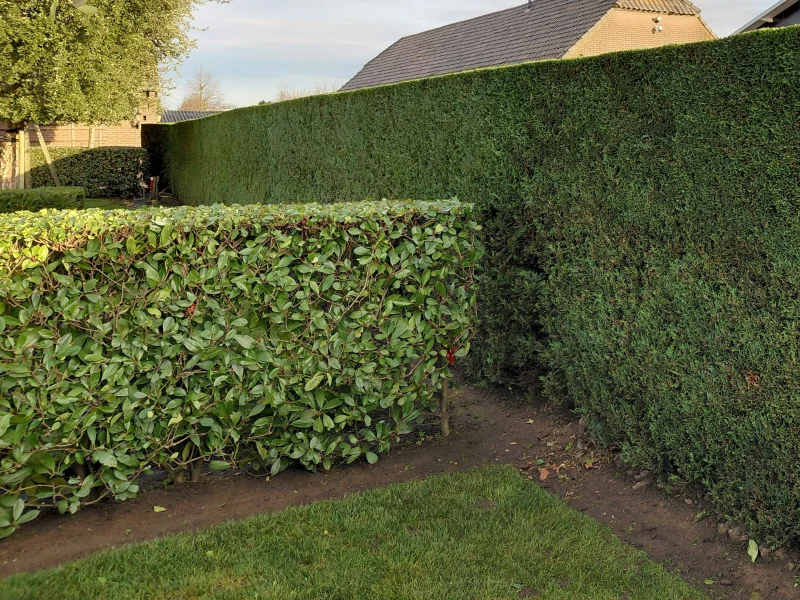 Photinia Fraseri Red Robin haagplant (Glansmispel)-3