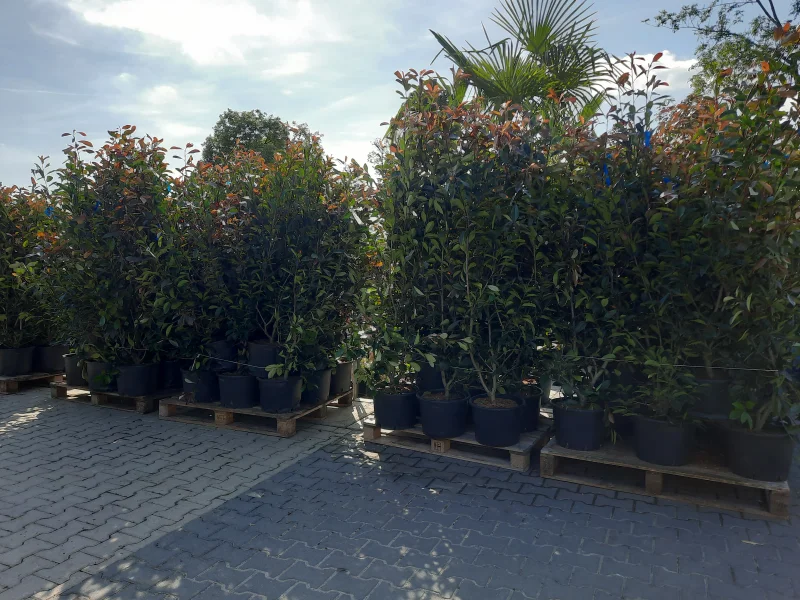 Photinia Fraseri Red Robin haagplant (Glansmispel)-4