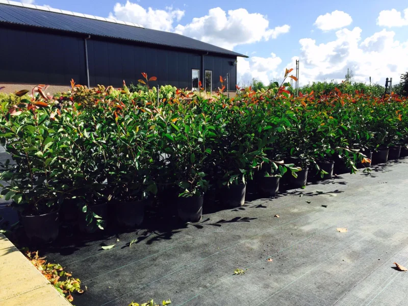 Photinia Fraseri Red Robin haagplant (Glansmispel)-5