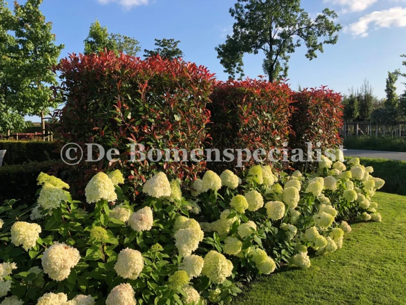 Photinia Fraseri Red Robin haagplant (Glansmispel)-7