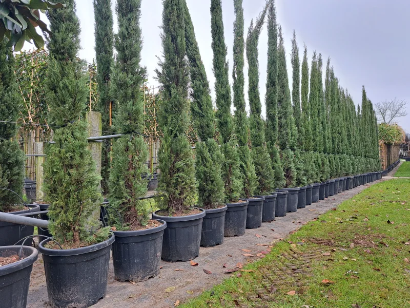 Cupressus Sempervirens (Italiaanse Cipres)-1