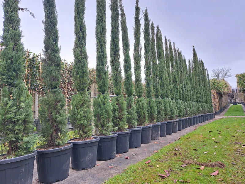 Cupressus Sempervirens (Italiaanse Cipres)-2