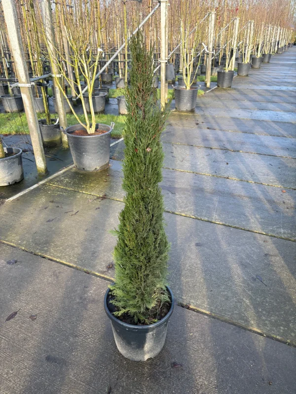 Cupressus Sempervirens (Italiaanse Cipres)-3