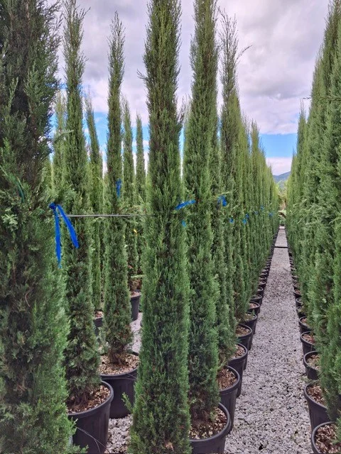 Cupressus Sempervirens (Italiaanse Cipres)-4