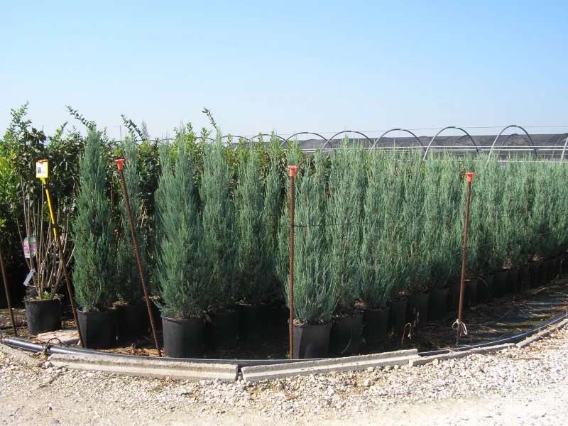 Cupressus Arizonica Glauca (Amerikaanse Cipres)