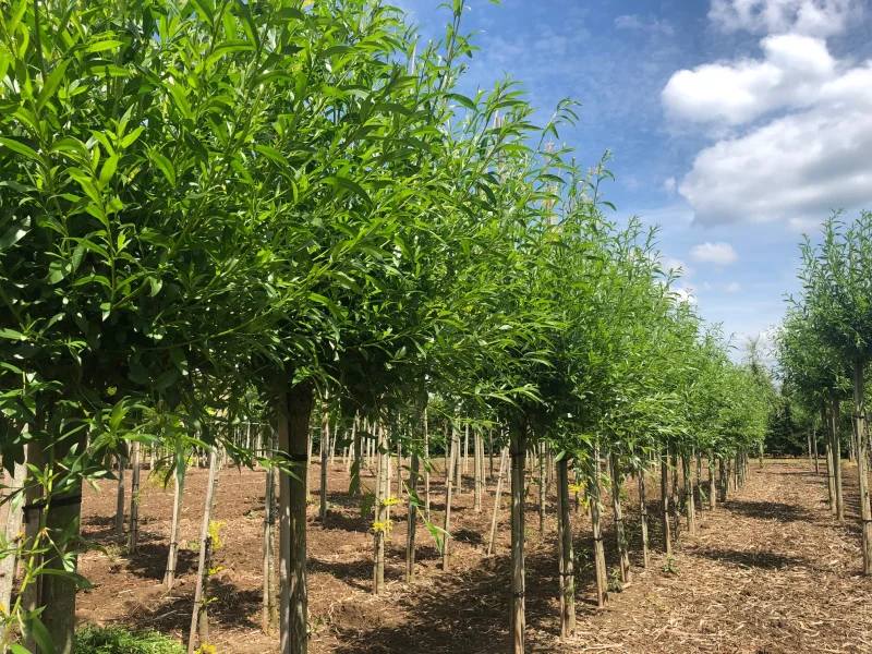 Salix Alba (Knotwilg)