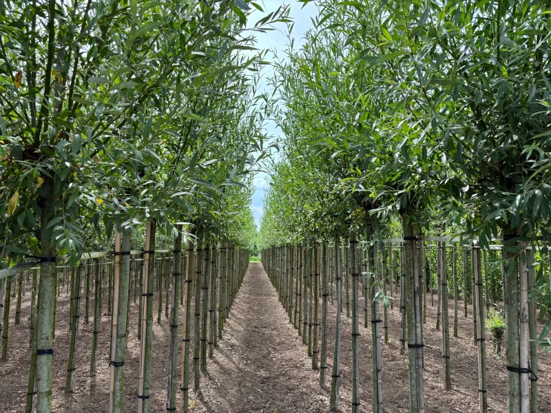 Salix Alba (Knotwilg)-3