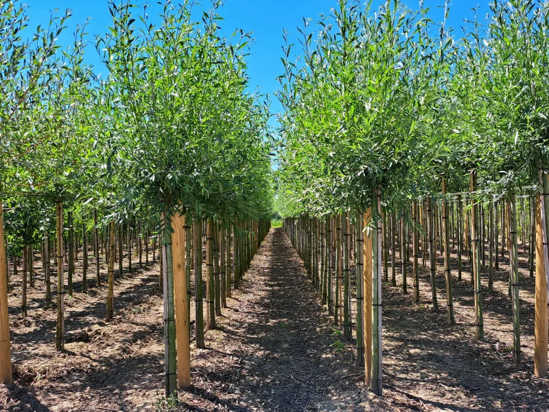 Salix Alba (Knotwilg)-5