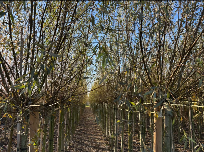 Salix Alba (Knotwilg)-6