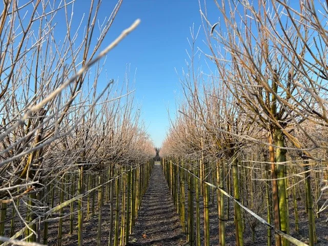 Salix Alba (Knotwilg)-9