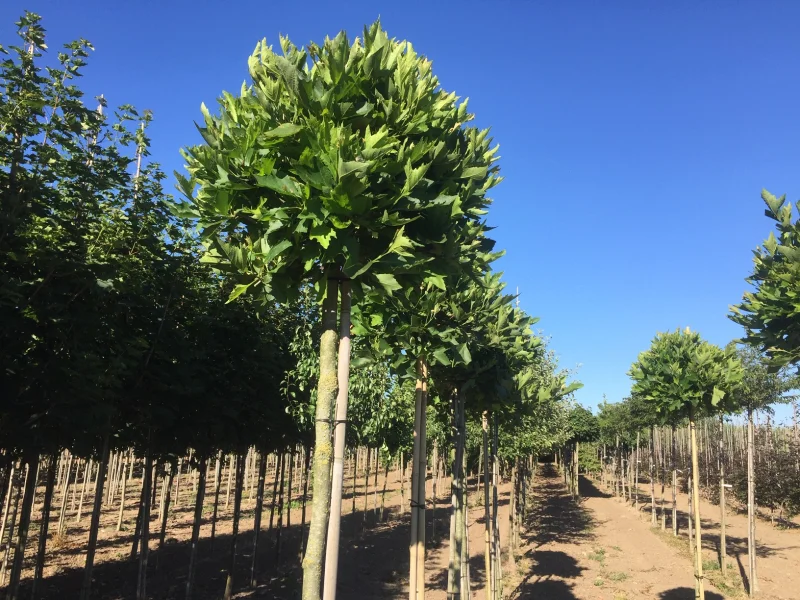 Platanus Hispanica Bol (Knotplataan)-1