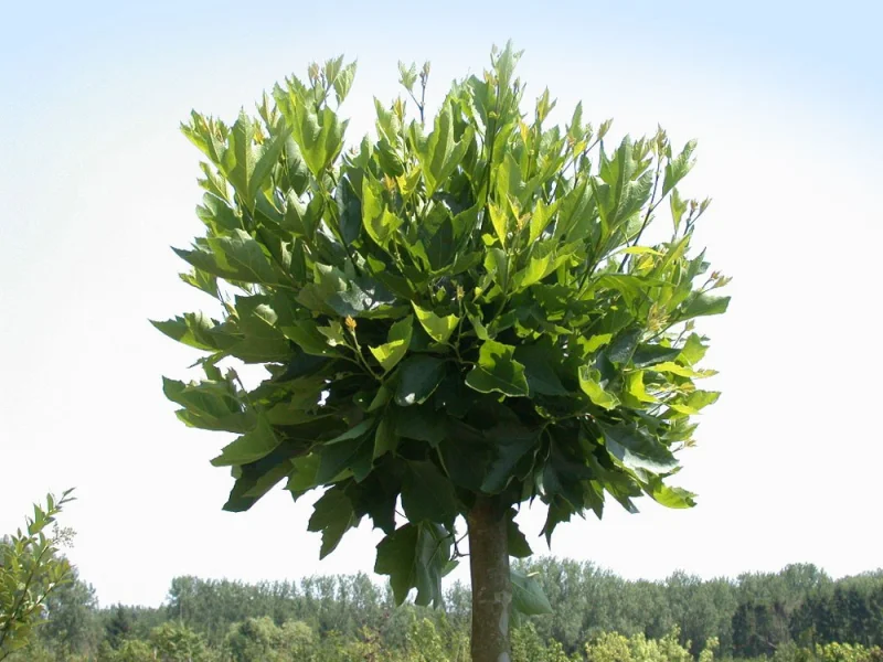 Platanus Hispanica Bol (Knotplataan)