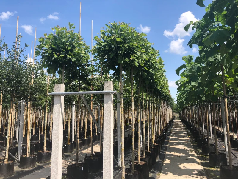 Platanus Hispanica Bol (Knotplataan)-4