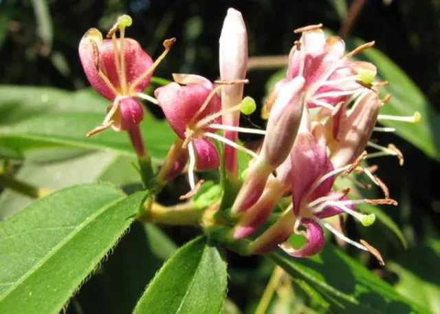 Lonicera Henryi (Kamperfoelie)