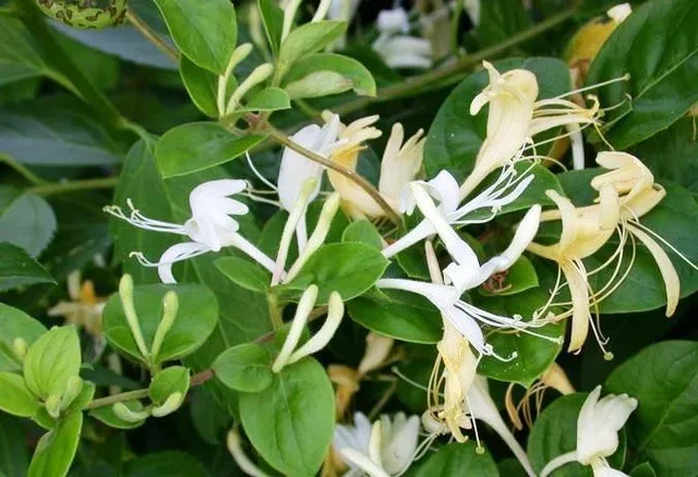 Lonicera Japonica Hall's Profilic (Kamperfoelie)