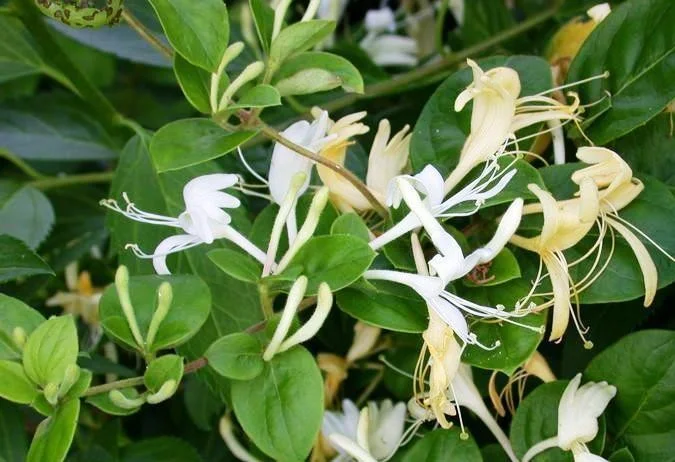Lonicera Japonica Hall's Profilic (Kamperfoelie)