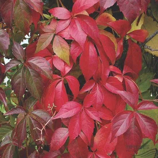Wilde Wingerd (Parthenocissus Quinquefolia) Wilde Wingerd (Parthenocissus Quinquefolia)
