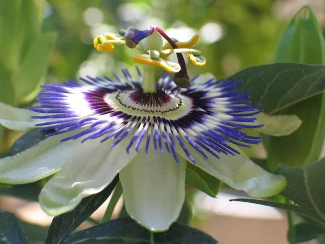 Passiflora Caerulea (Passiebloem)