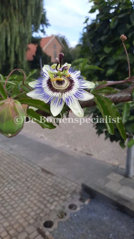 Passiflora Caerulea (Passiebloem)