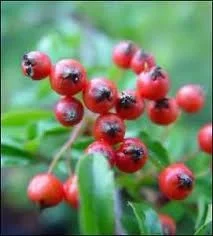 Pyracantha Red Colum (Vuurdoorn) Pyracantha Red Colum (Vuurdoorn)