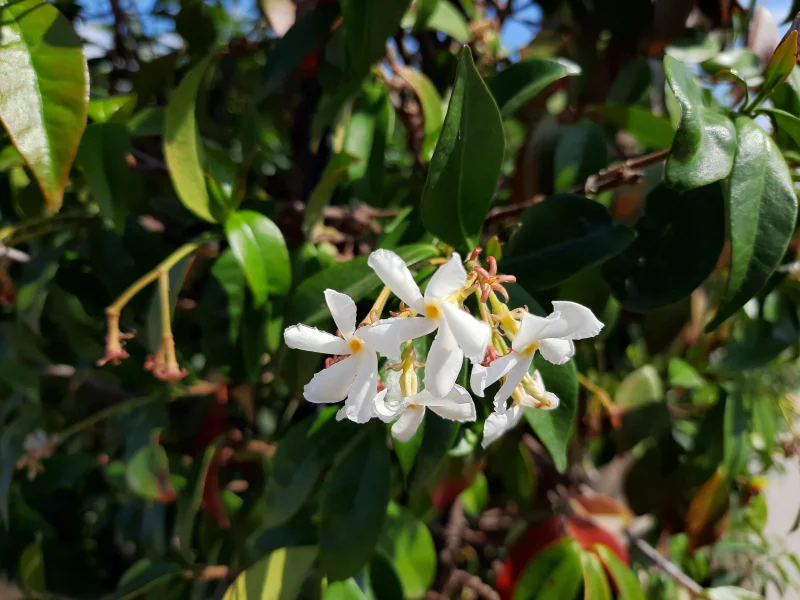 Trachelospermum Jasminoides (Toscaanse Jasmijn)
