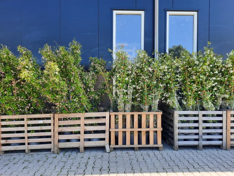 Trachelospermum Jasminoides (Toscaanse Jasmijn)