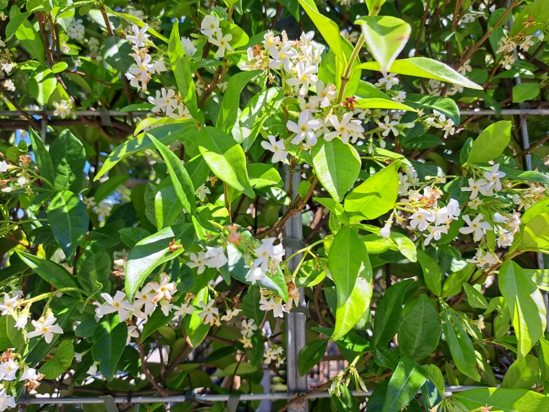 Trachelospermum Jasminoides (Toscaanse Jasmijn)-3