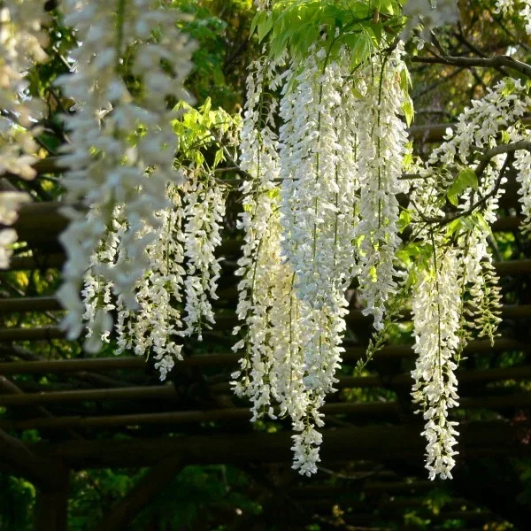 Witte Regen (Wisteria Sinensis Alba)