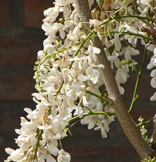 Witte Regen (Wisteria Sinensis Alba)