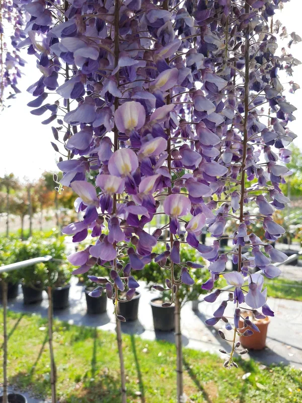 Blauwe Regen (Wisteria Sinensis Profilic)