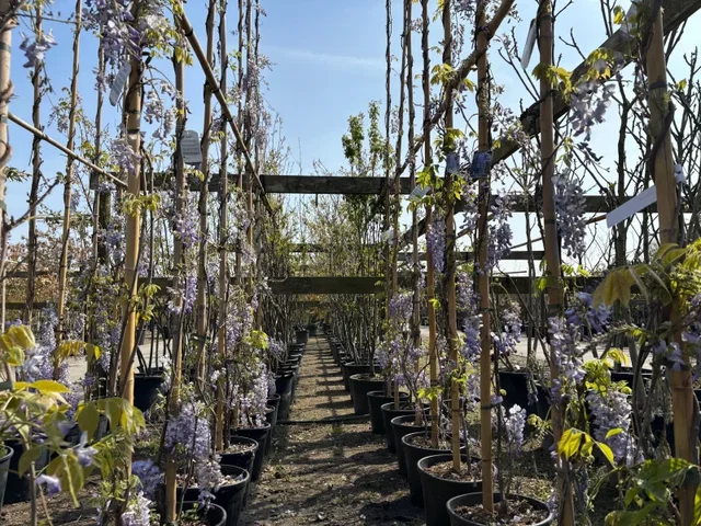 Blauwe Regen (Wisteria Sinensis Profilic)