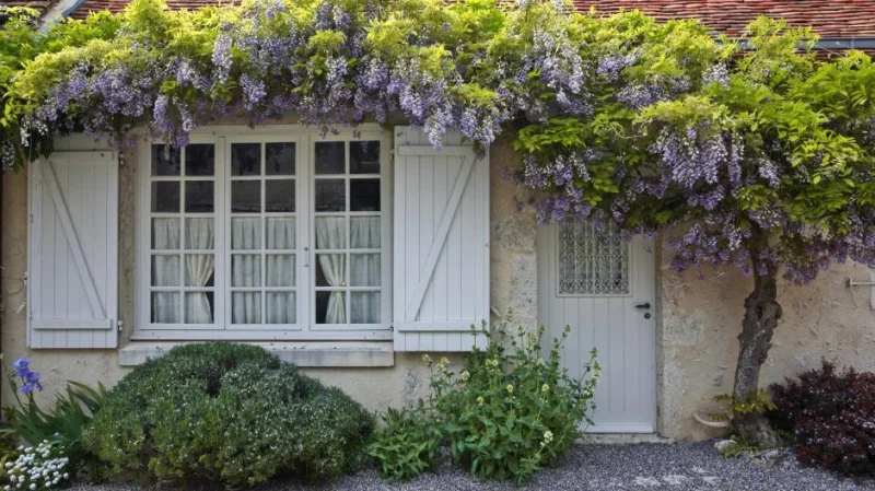 Wisteria Sinensis Prolific (Blauwe Regen)-3