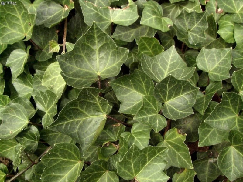 Hedera Helix (Klimop)