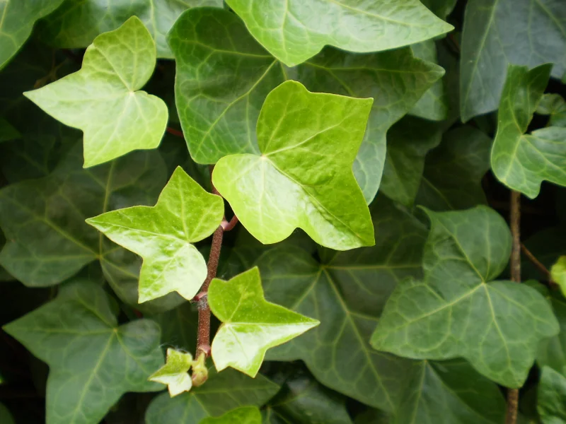 Hedera Helix (Klimop)-2