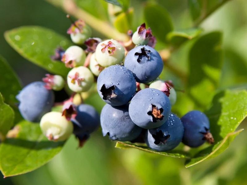 Blauwe Bosbes (Vacinium Corymbosum Berkeley)