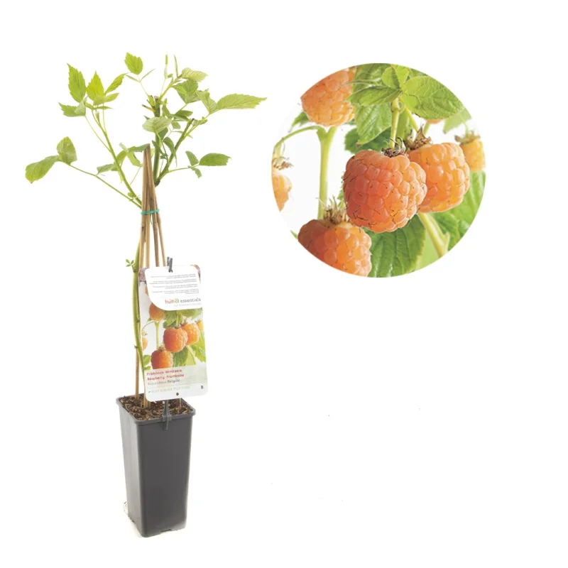 Framboos (Rubus Fallgold)