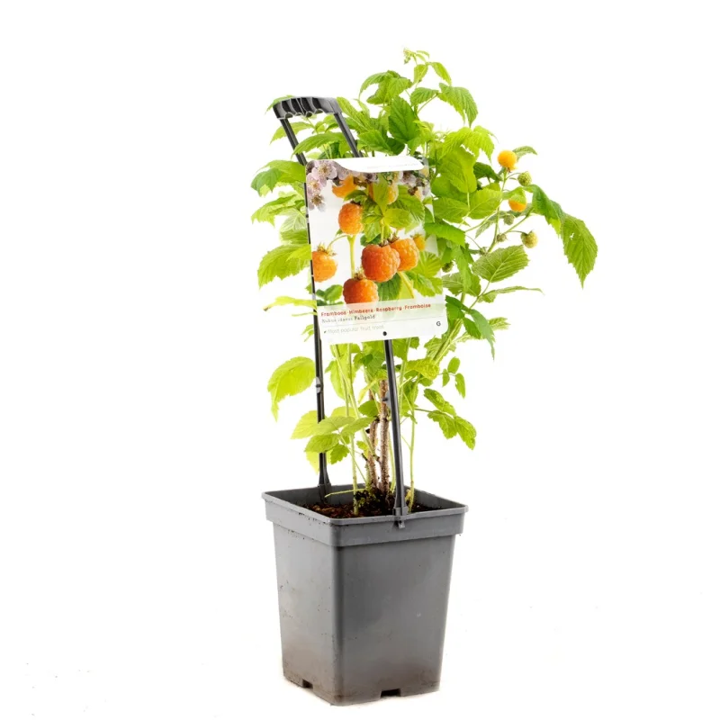 Framboos (Rubus Fallgold)-3