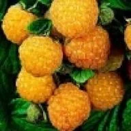 Framboos (Rubus Fallgold)-4