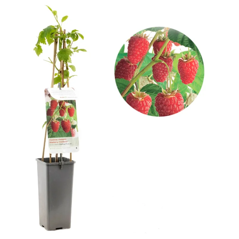 Framboos (Rubus Idaeus Malling Promice)