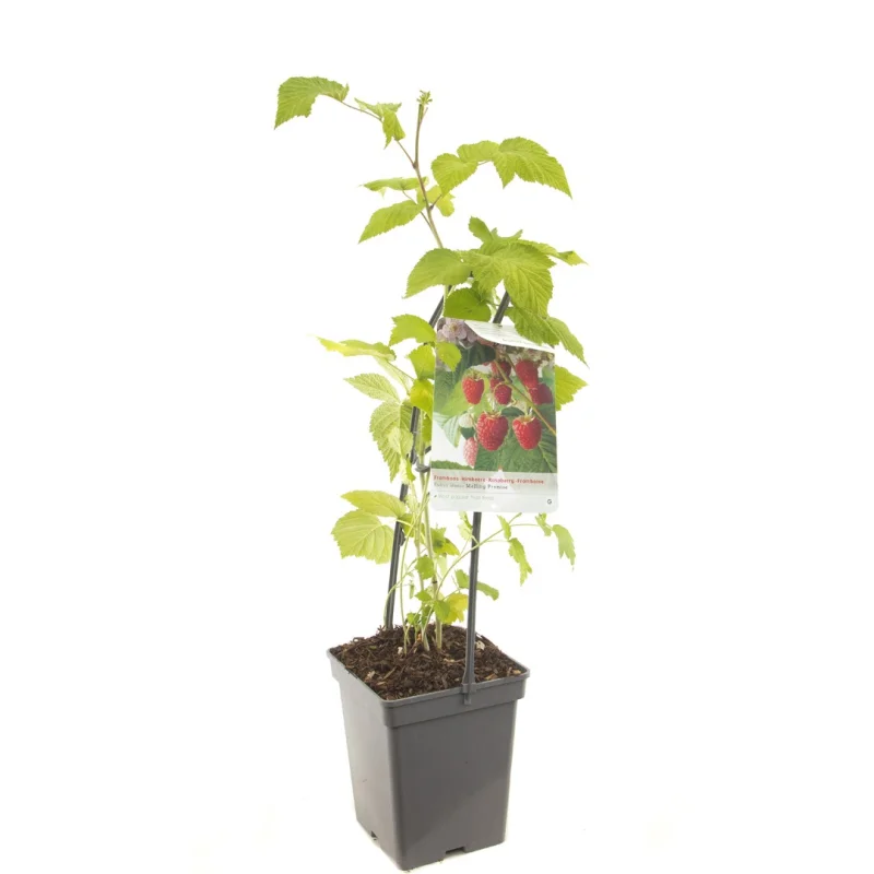Framboos (Rubus Idaeus Malling Promice)-3