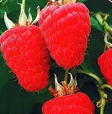 Framboos (Rubus Idaeus Malling Promice)-4