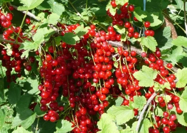 Rode Bes (Ribes Rubrum Jonkheer van Tets)
