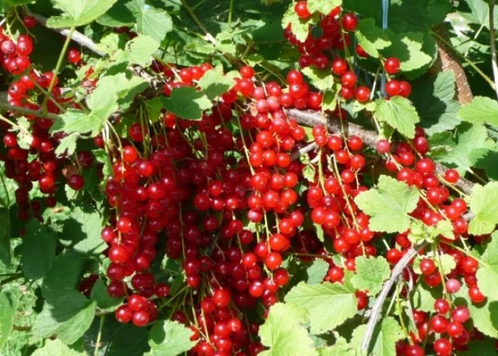 Rode Bes (Ribes Rubrum Jonkheer van Tets)