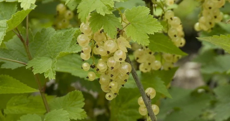 Witte Bes (Rubrum White Pearl)