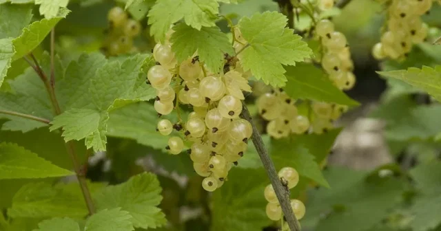 Witte Bes (Rubrum White Pearl) Witte Bes (Rubrum White Pearl)