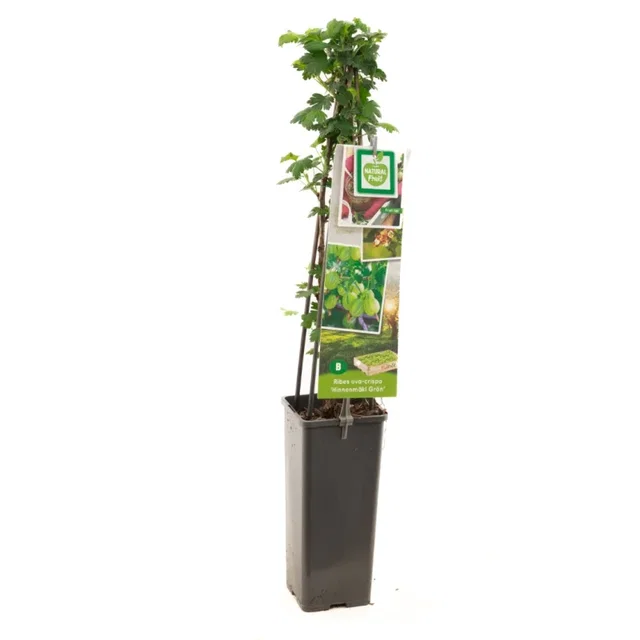 Groene Kruisbes (Hinnonmäkii Grön)