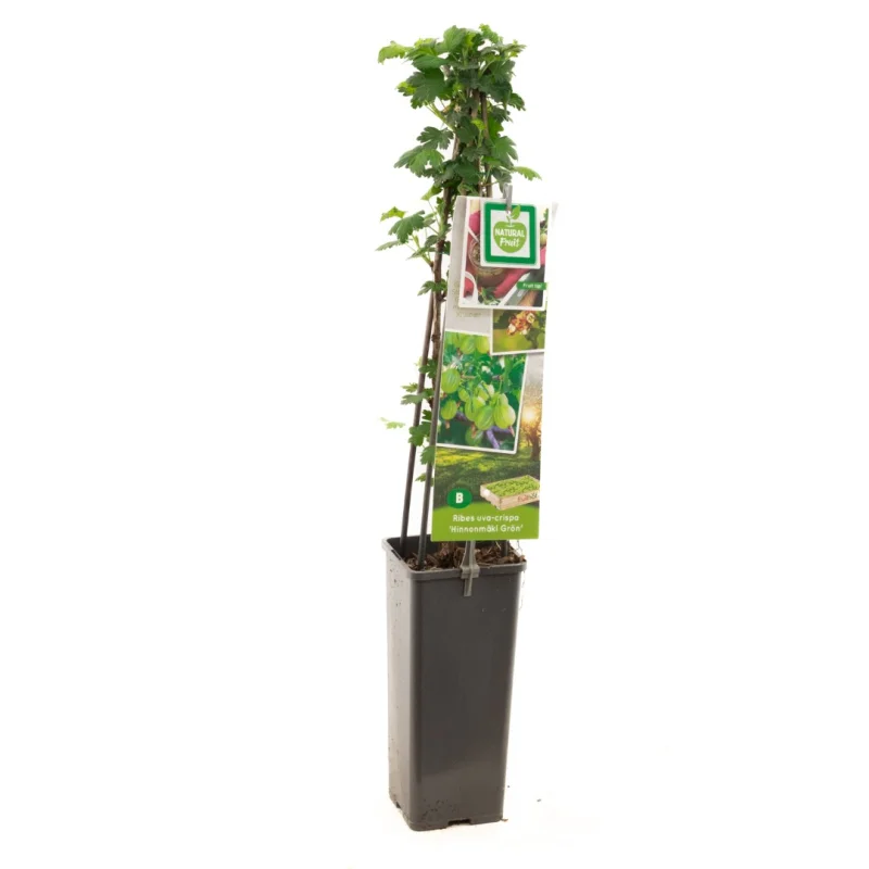 Hinnonmäkii Grön (Groene Kruisbes)